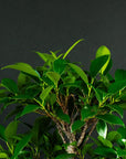 Ficus Starterset