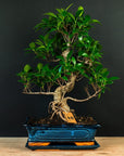 Ficus Starter Set - essential