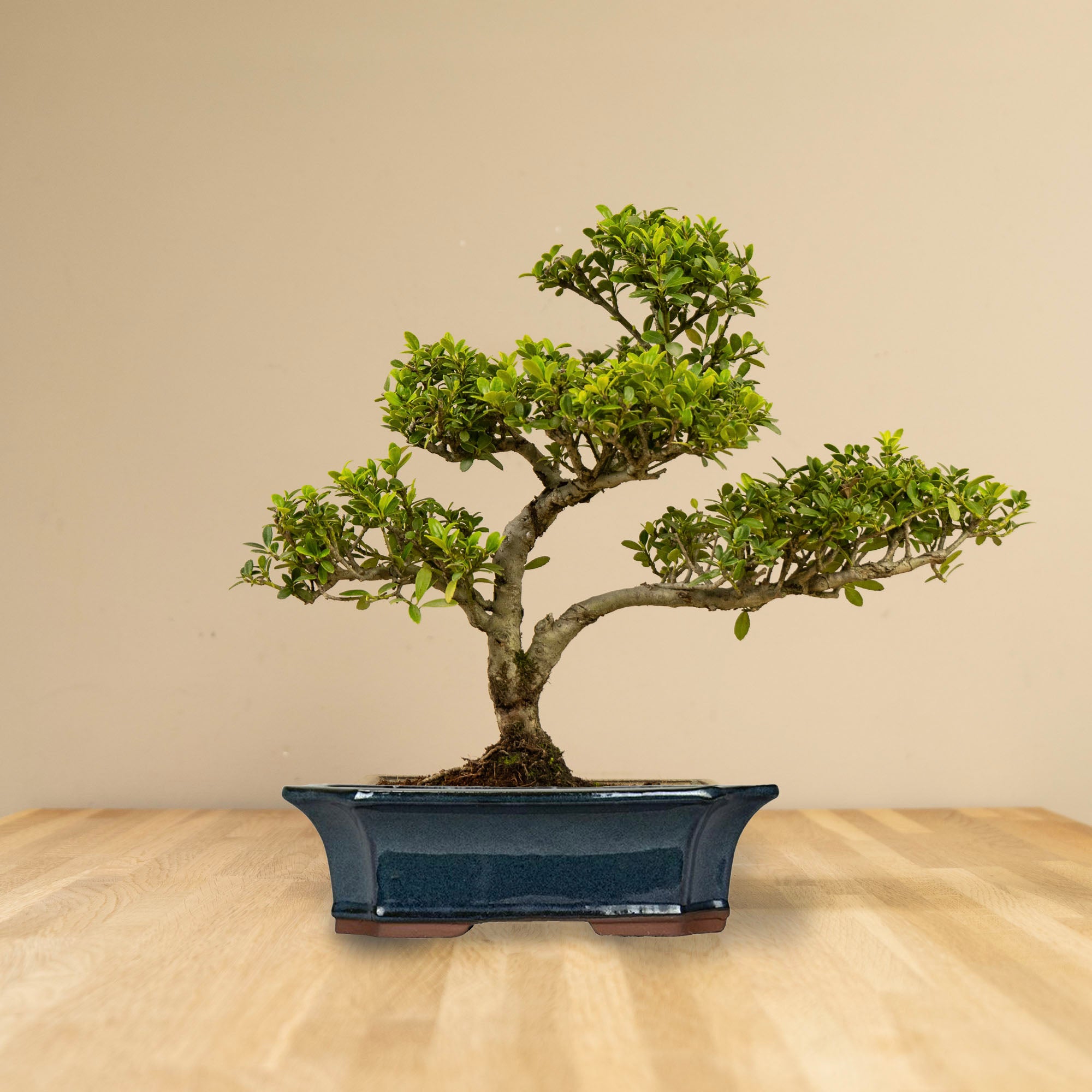 venkovni bonsai BONSAIWONDER | ILEX Crenata - venkovní bonsai