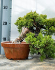 Juniperus Chinesis Itoigawa Nr.10