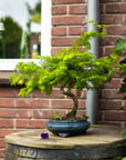 Metasequoia spirála