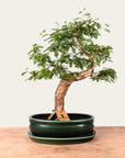 Sesbania Bonsai No. 46