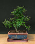 Zanthoxylum (Limitovaná edice)