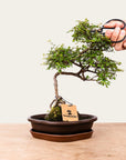Zelkova bonsaj č.49