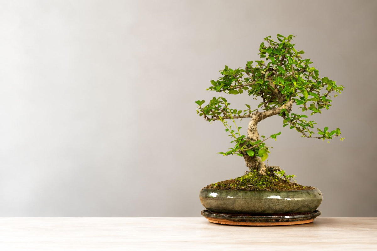 Care Carmona bonsai