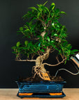 Ficus Starterset