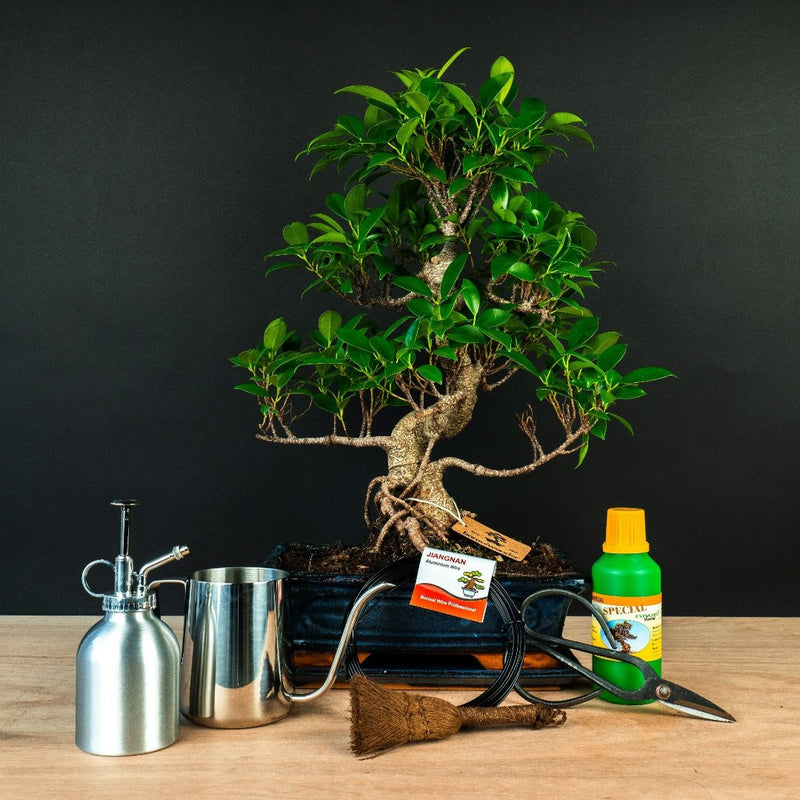 Ficus Starter Set - extended