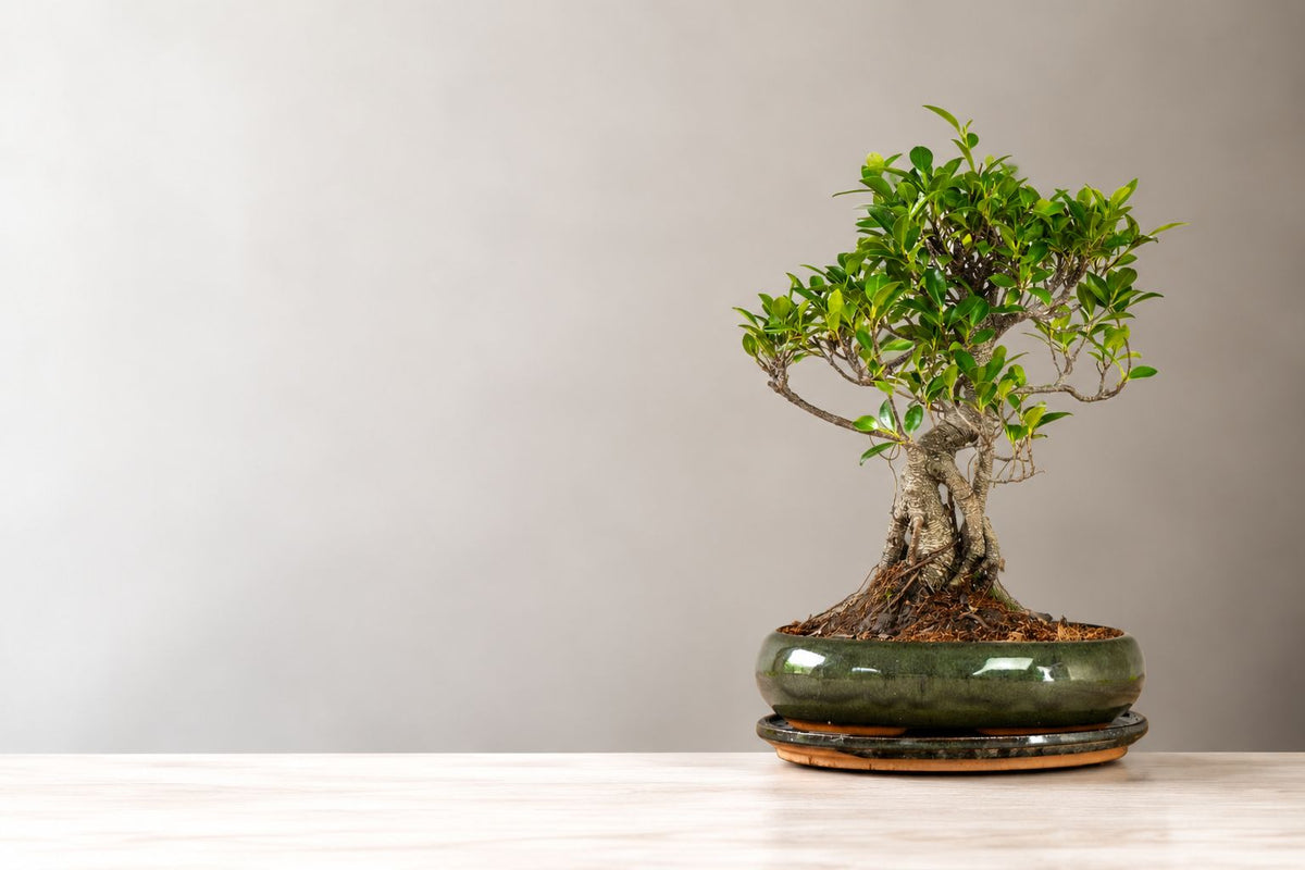 Care of Ficus Bonsai
