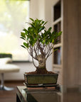 Ficus Eda