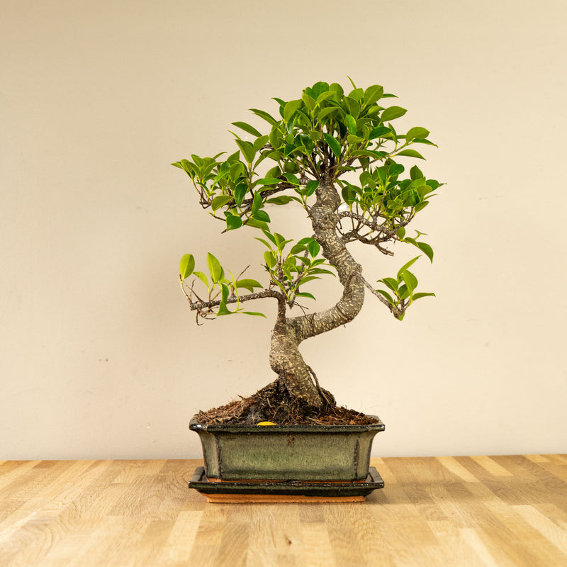 Ficus Jubara