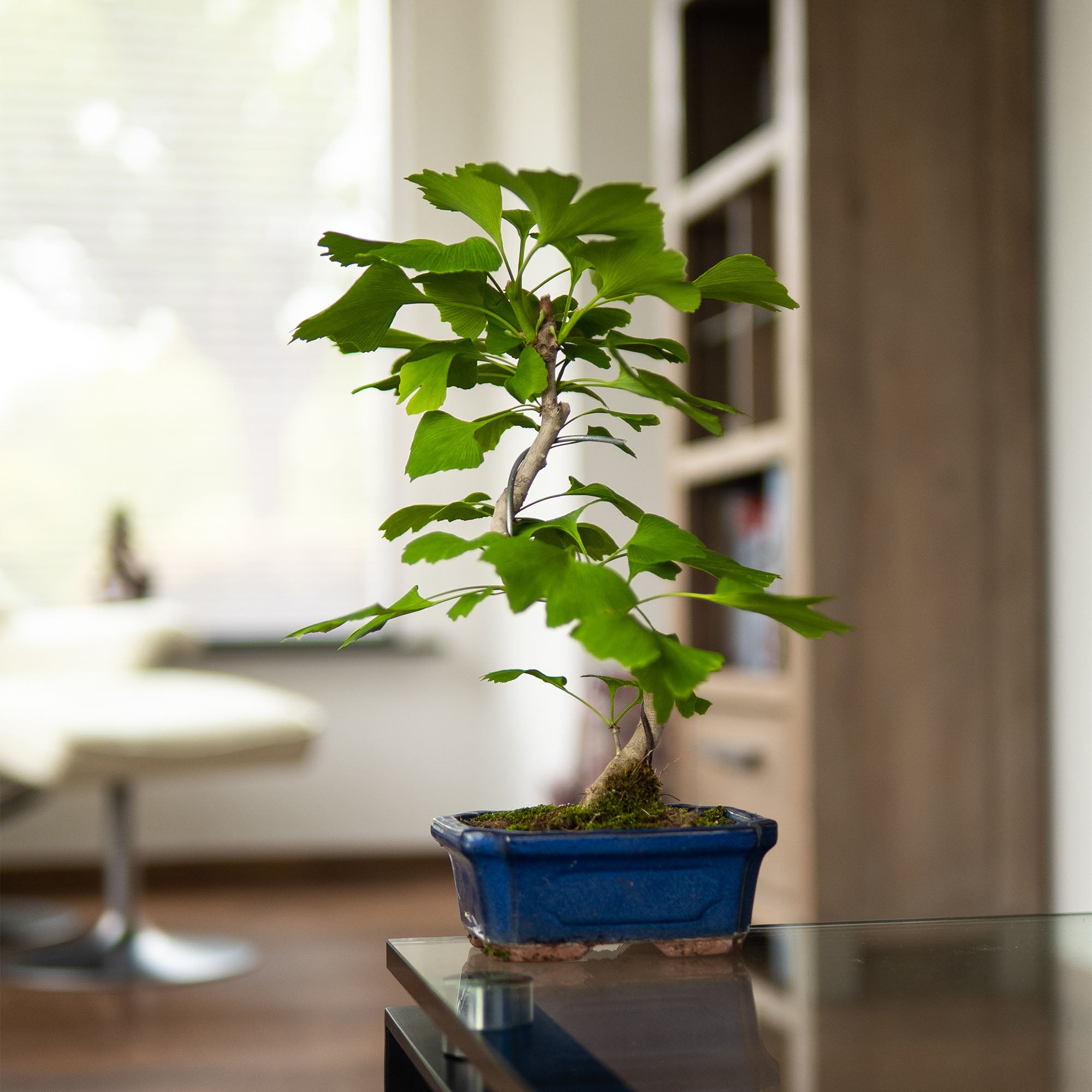 bonsai tree | Ginkgo Classic – bonsaiwonder®