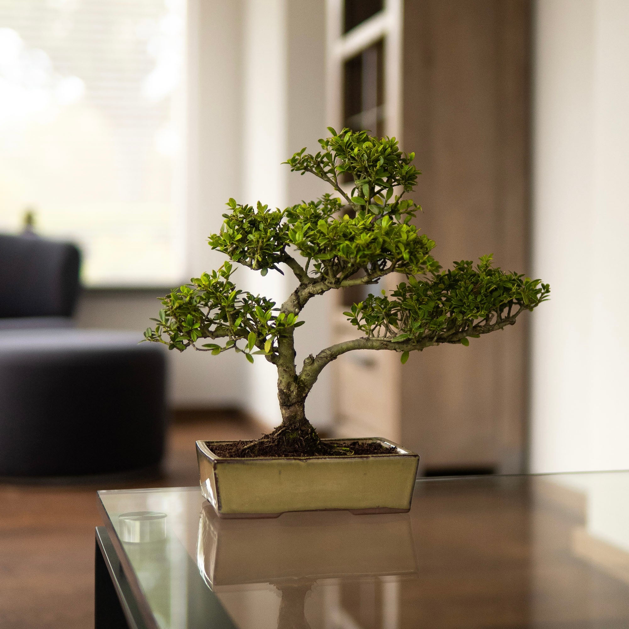 ILEX - Buiten bonsai boompje - sfeerfoto