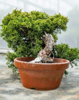 Juniperus Chinesis Itoigawa Nr.10
