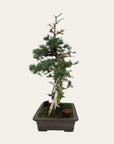 Juniperus Nr.42