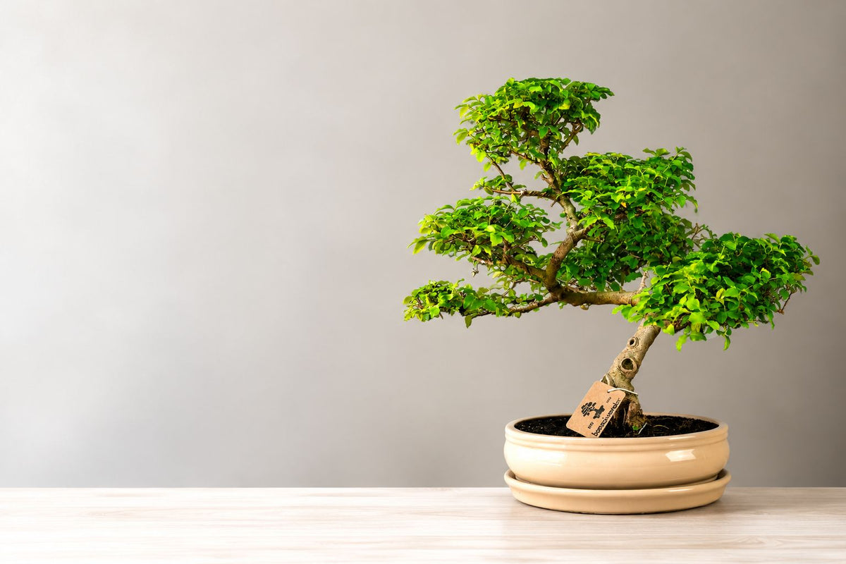 Care of Ligustrum Bonsai