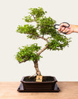 Ligustrum bonsaj č.50
