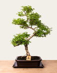 Ligustrum bonsaj č.50