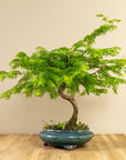 Metasequoia spirála