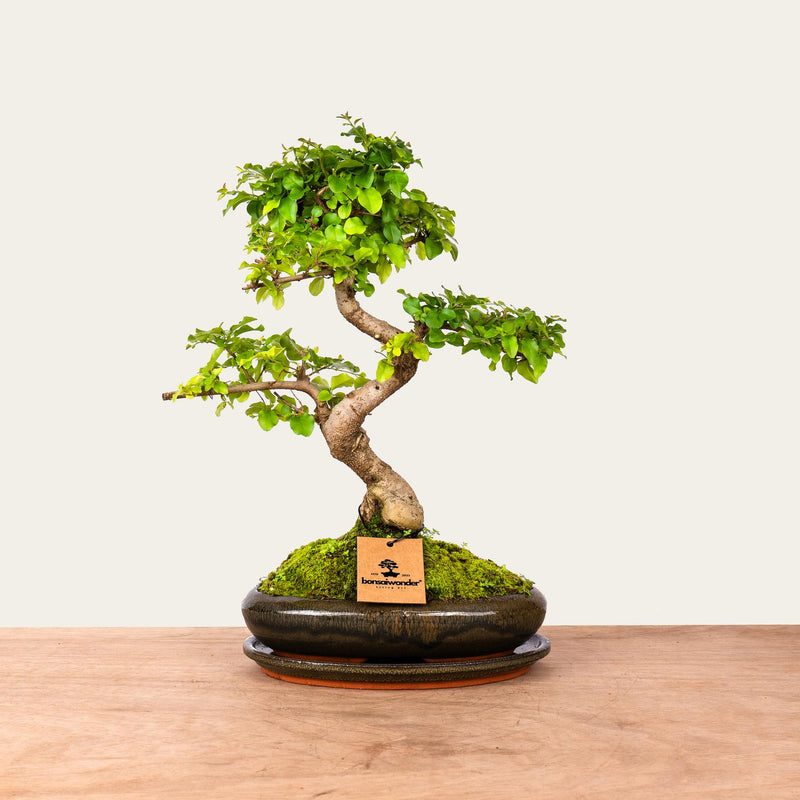 Ligustrum Dai