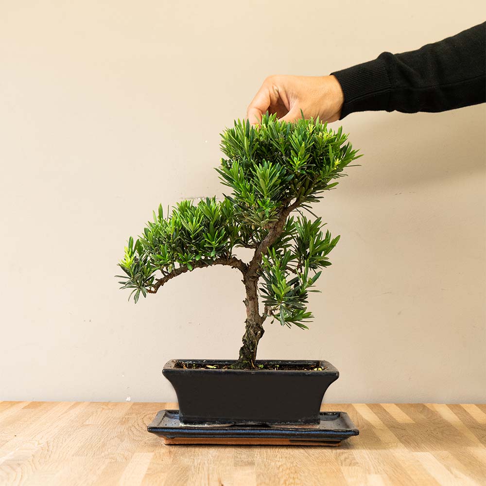 Podocarpus Onisan bonsai met hand