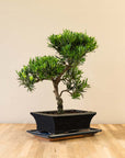 Podocarpus Onisan bonsai schuin aanzicht