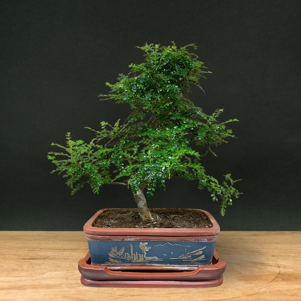 Zanthoxylum (Limitovaná edice)