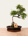 Zelkova bonsaj č.49