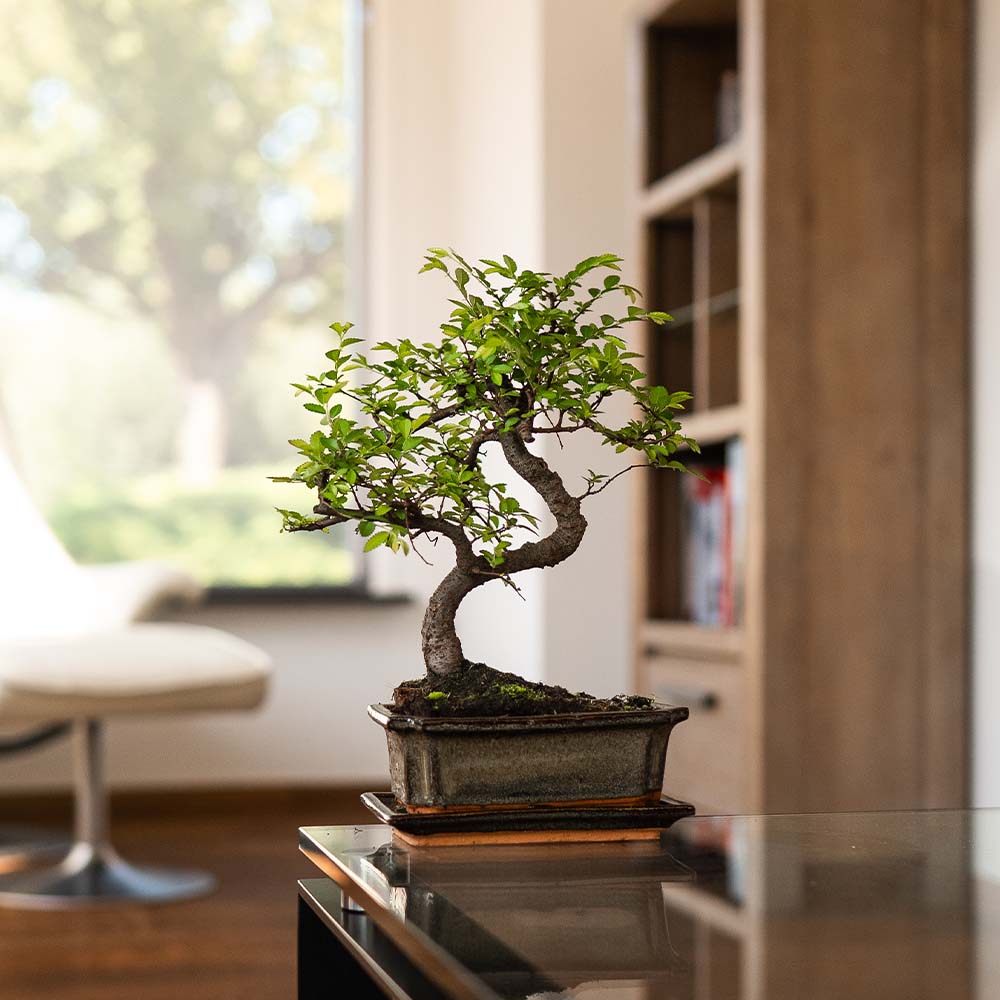 Zelkova Tennen