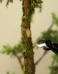 Konkávní kleště na bonsai