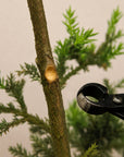 Konkávní kleště na bonsai