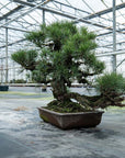 Pinus Thunbergii nr.02