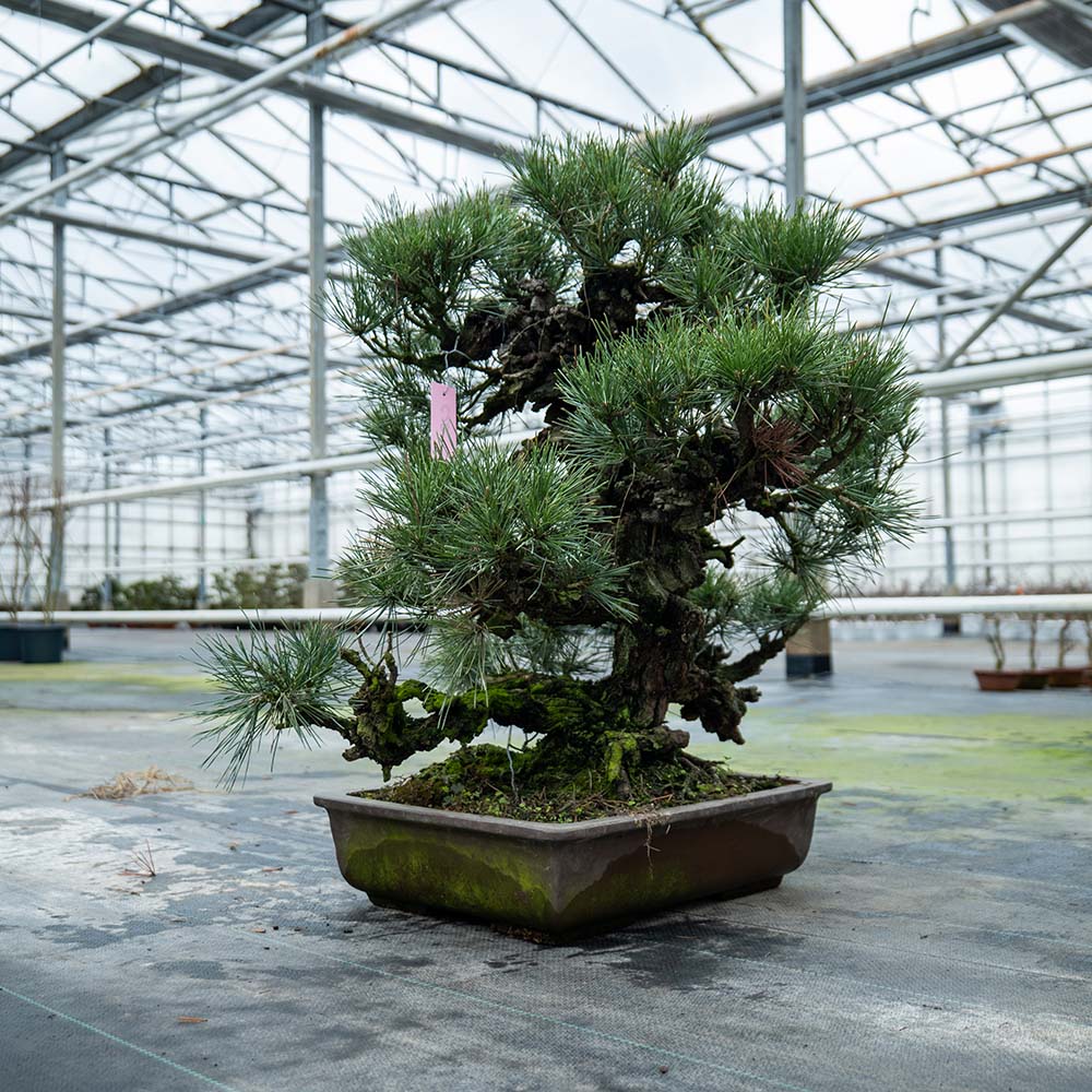 Pinus Thunbergii nr.02